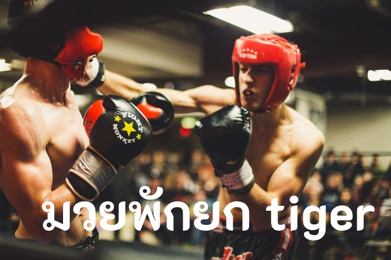 มวยพักยก tiger
